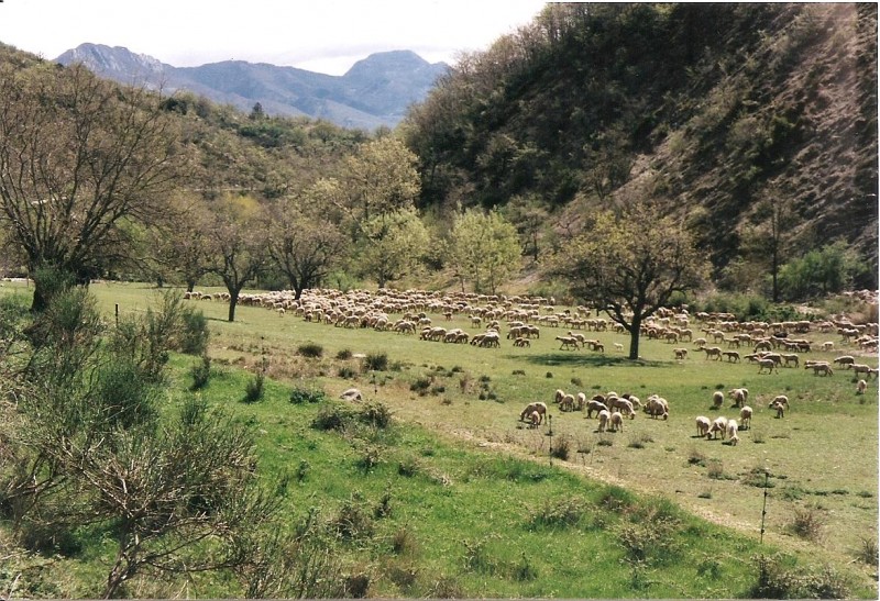 resneau